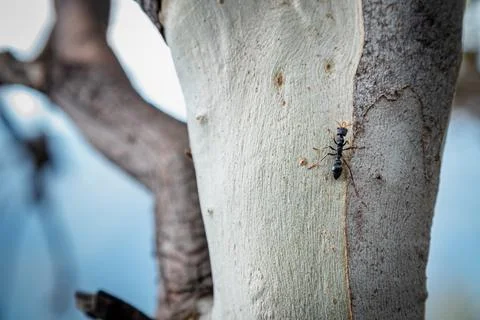 Ant is crawling up a tree. Stock Photos