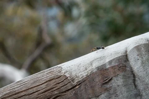 Ant is crawling on a tree. Stock Photos