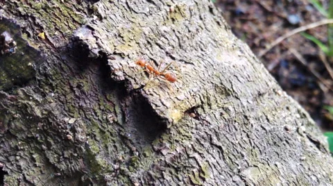 Ant crawling up the tree trunk Stock Footage 67409349