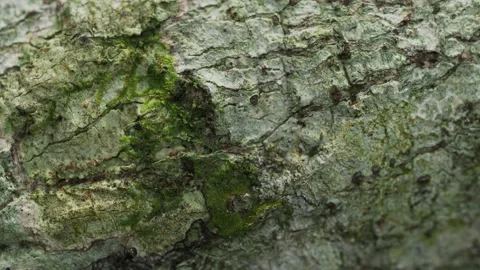 Ant Crawling on Tropical Tree Bark Texture Macro Close UpAnt Crawling on Tropica Видео 334163249