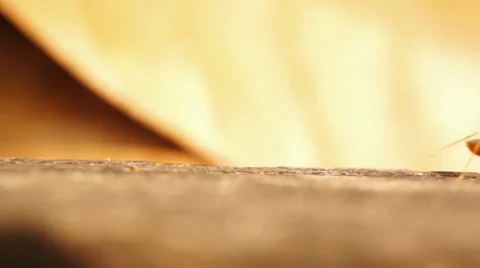 Ant crawling on wood Stock Footage 32325496