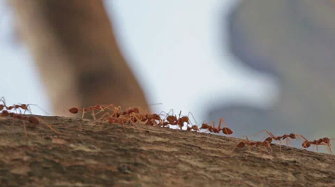 Ant crawling on wood Stock Footage 39017076