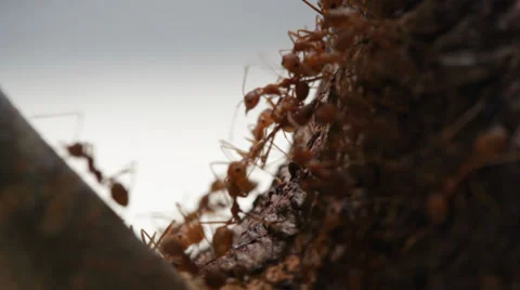 Ant crawling on wood Stock Footage 39017083