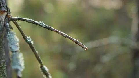 An ant crawls along a dead tree branch affected by spores Stock Footage 255074984