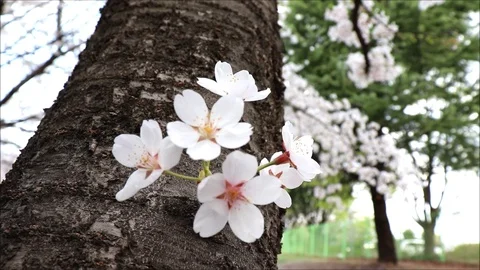An ant crawls on a cherry tree. Stock Footage 88073013