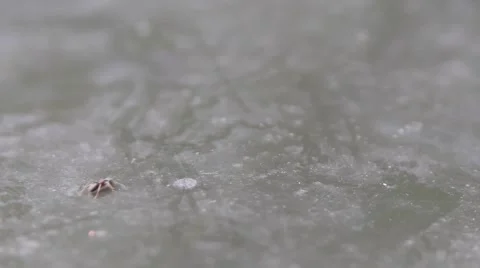 Ant Crawls on a Metalic Surface Macro 動画素材 41864147