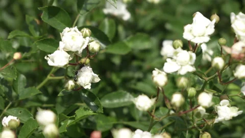 An ant crawls over the opened flowers of a white rose. Close-up. Slow motion. Stock Footage 245582074