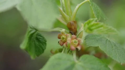 Ant Crawls on the Raspberry Flower Stock Footage 85183648