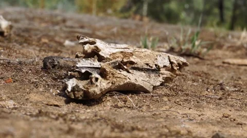 Ant Crawls Through Wood Stock Footage
