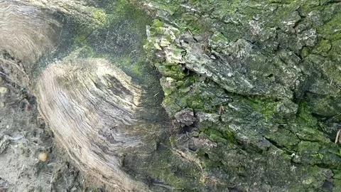 Ant Crosses Sidewalk Stock Footage 81185381