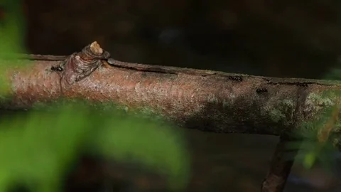 Ant crossing a river on branch Stock Footage 75978831