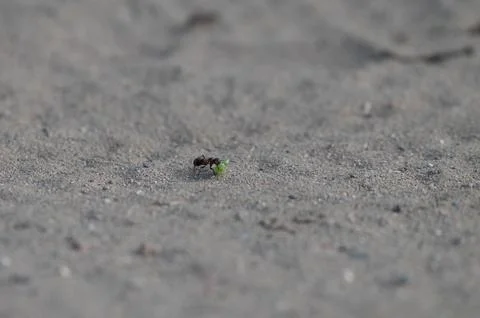 Ant crossing a sandy road while carrying food Stock Photos