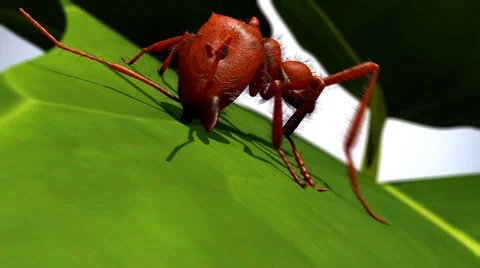 Ant cutting leaf. Close up. Stock-Footage 63484511