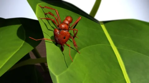 Ant cutting leaf Stock-Footage 63484365