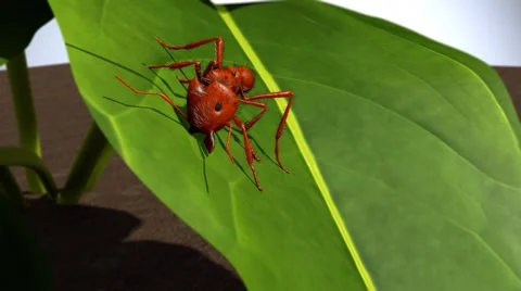 Ant cutting leaf Stock-Footage 63484402