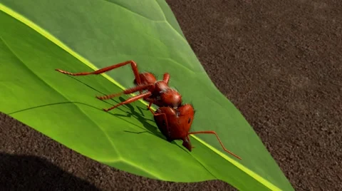 Ant cutting leaf Stock-Footage 63484581