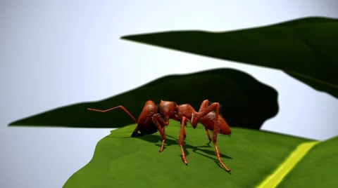 Ant cutting leaf Stock-Footage 64212721