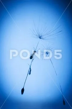 Ant on a dandelion Stock Illustration