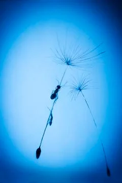 Ant on a dandelion Stock Illustration