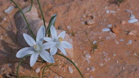 The ant in the defocus is running under the small white flowers in the desert Stock-Footage 94373186