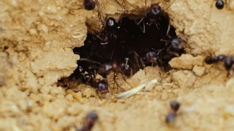 An ant is digging an anthill in the ground. Stock Footage 77685108