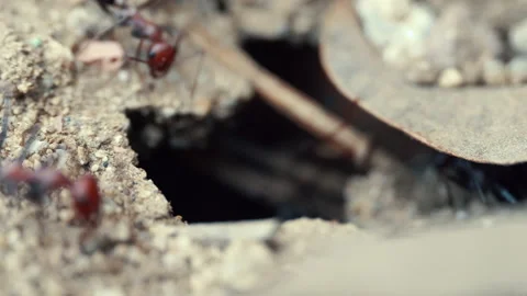An ant is digging an anthill in the ground.4K Macro Stock Footage 154743362