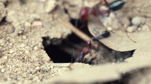 An ant is digging an anthill in the ground.4K Macro Stock Footage 155284544