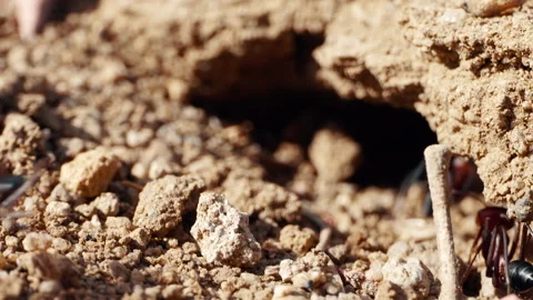 An ant is digging an anthill in the ground.4K Macro Stock Footage 155334264