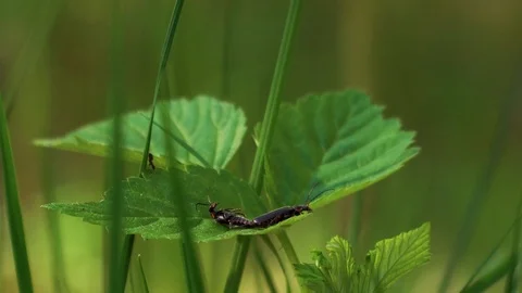 Ant diturbing a lightning bugs couple on the leaf Stock Footage 90119812