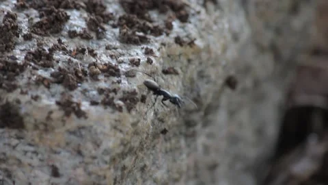Ant does work Stock Footage