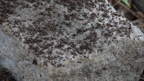 Ant does work Stock Footage 149079721