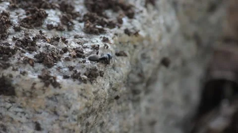 Ant does work Stock Footage 149079837