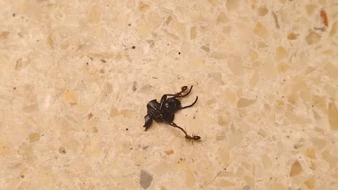 Ant dragging a beetle symbol of strength, recycling and ecological balance. ants Stock Footage 317364972