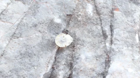 An ant dragging a big leaf Stock Footage 190401506