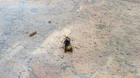 Ant dragging a wasp into a hole, on the ground. Ant carrying a wasp. Insects in Stock Footage 264155741
