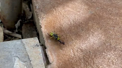 Ant dragging a wasp into a hole, on the stone floor. Ant carrying a wasp Stock Footage 264155753