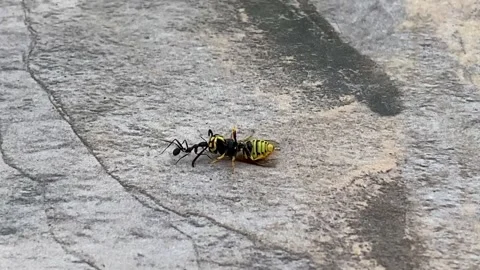Ant dragging a wasp into a hole, on the stone floor. Ant carrying a wasp Stock Footage 264155762