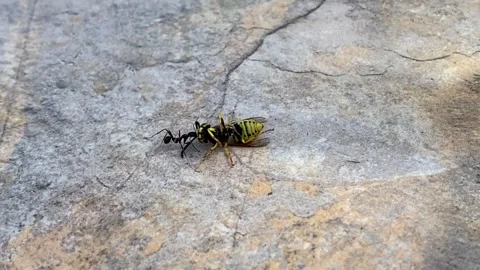 Ant dragging a wasp into a hole, on the stone floor. Ant carrying a wasp Stock Footage 264155777