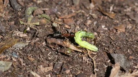 Ant draging caterpillar over rough terrain Stock Footage 132891638