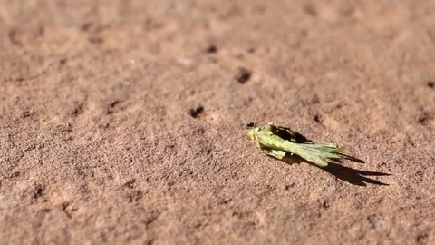 Ant drags dead insect across rock Stock Footage 79583410