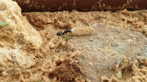 An ant drags a grain of wheat Stock Footage 145632488