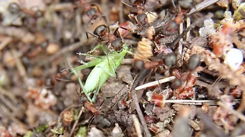 An ant drags a green grasshopper into an anthill. Many insects have caught prey. Stock Footage 244931100