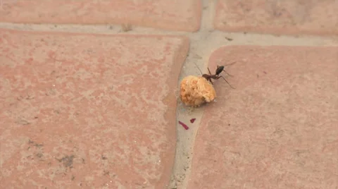 Ant drags a piece of bread Stock Footage 37291298