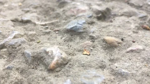 Ant drags something Stock Footage 132025495