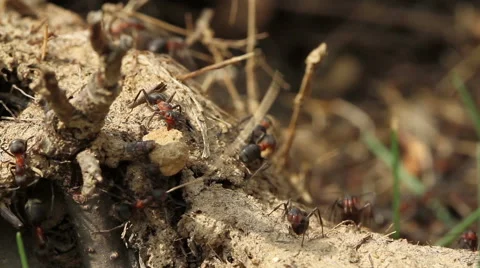 Ant drags stone on anthill Stock Footage 47330114
