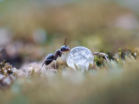 Ant drinking a drop of dew. Stock Photos