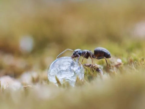 Ant drinking a drop of dew. Stock Photos