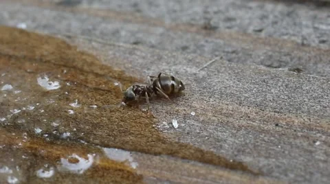 Ant drinking sugar syrup Stock Footage 64679961