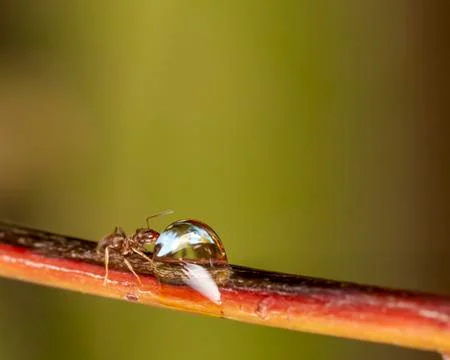 Ant drinking water Stock Photos