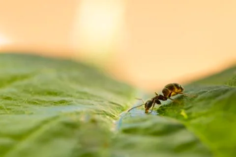 Ant drinking water Stock Photos